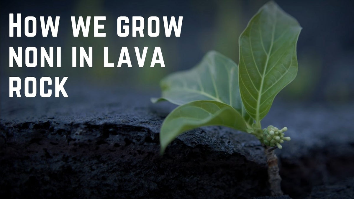 Cargar video: Video showing how we grow noni fruit in hawaii. 